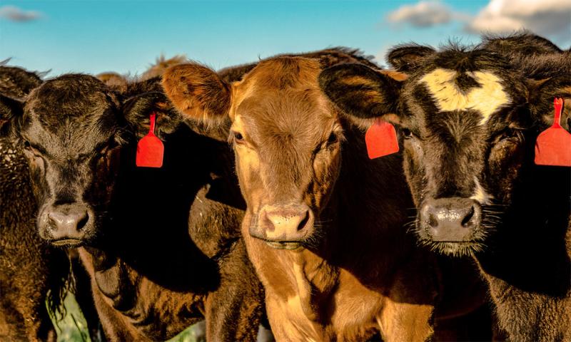 Three mixed replacement heifers standing in a pasture.