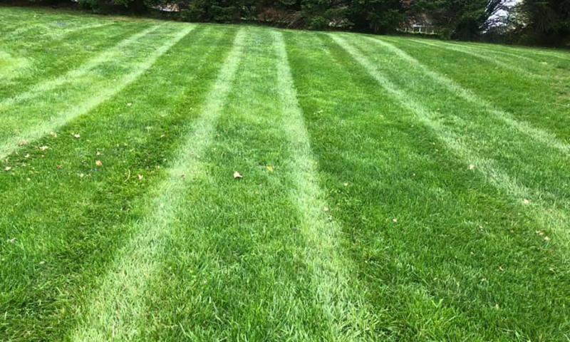 A lush, green lawn with a few scattered weeds throughout.