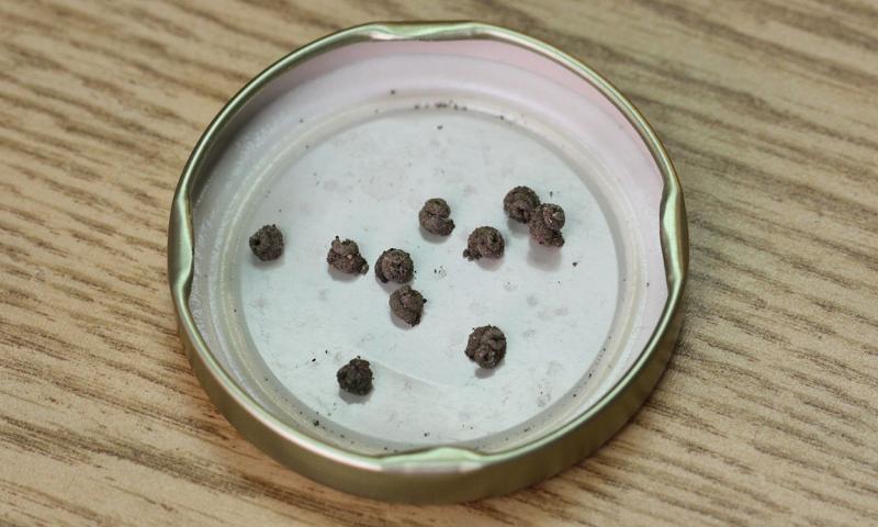 Brown snailcase bagworm cases on the white underside of a jar lid.