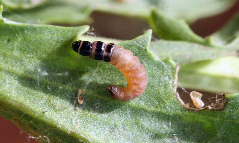 A red and black colored snailcase bagworm on a green leaf.