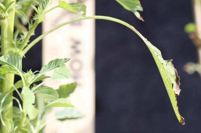 Green leaf with long, green petiole.