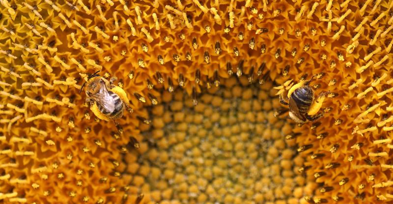 Brown bees on yellow flower.