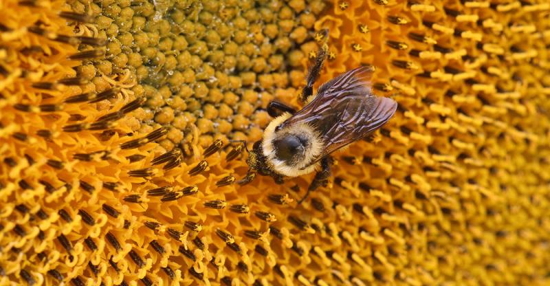 Black and yellow bee on yellow flower.