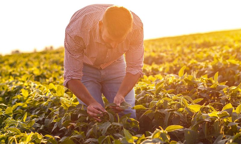 Young farmer examining soybean plants n a field at sunset.