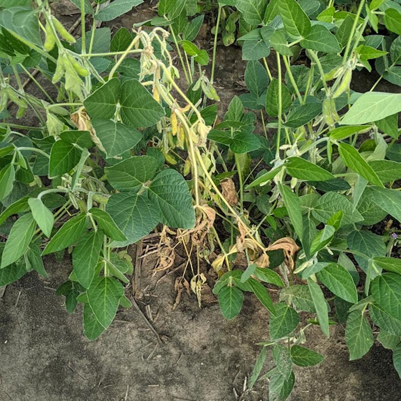 A soybean plant with wilting leaves due to stem canker surrounded by healthy soybean plants.