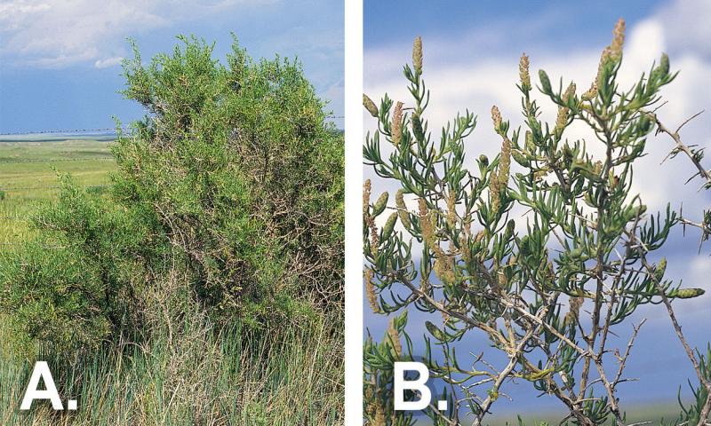 Left: A large, irregular-shaped shrub growing in rangeland. Right: Spikes of yellow flowers growing on a series of thorny branches.