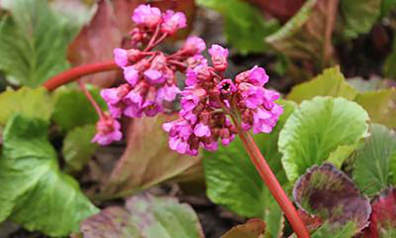 plant with thick, green leaves and clusters of pink, cup-shaped flowers.