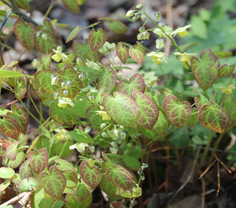 dense, leafy ground cover with brown to green leaves