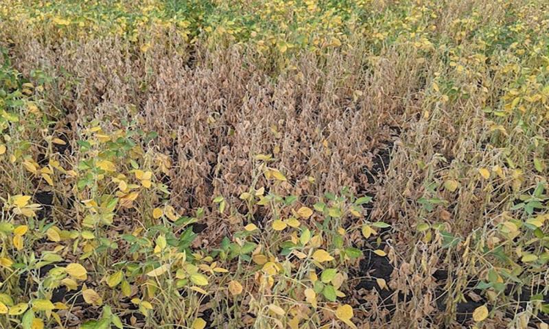 A portion of a soybean field with soybean plants maturing with the soybean leaves turning yellow with the leaves and stems drying down. The plants in the middle of the picture were also found with charcoal rot.