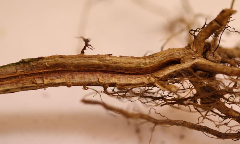 A lower portion of a soybean stem split longitudinally to reveal the discoloration of the vascular bundle due to Fusarium root rot.