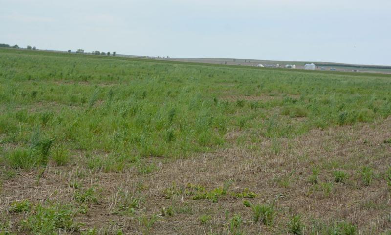 Green plants present in spotty configuration in wheat stubble. Indicates that the plants present are volunteer growth and not planted.