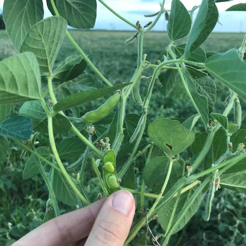Hand examining drought-stressed soybeans in the field.