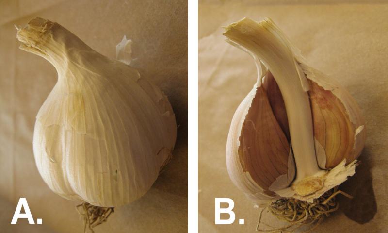 Left: Full head of hardneck garlic. Right: Head of hardneck garlic cut in half.