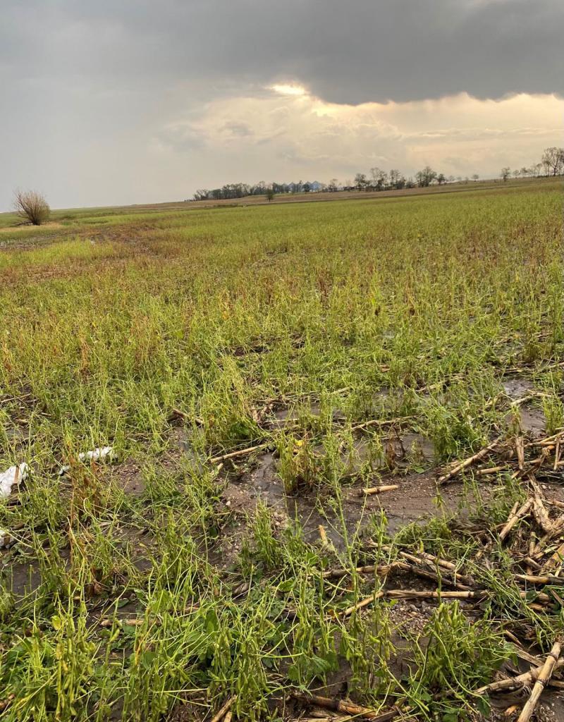 Hail-damaged soybean field with storm clouds in the background.