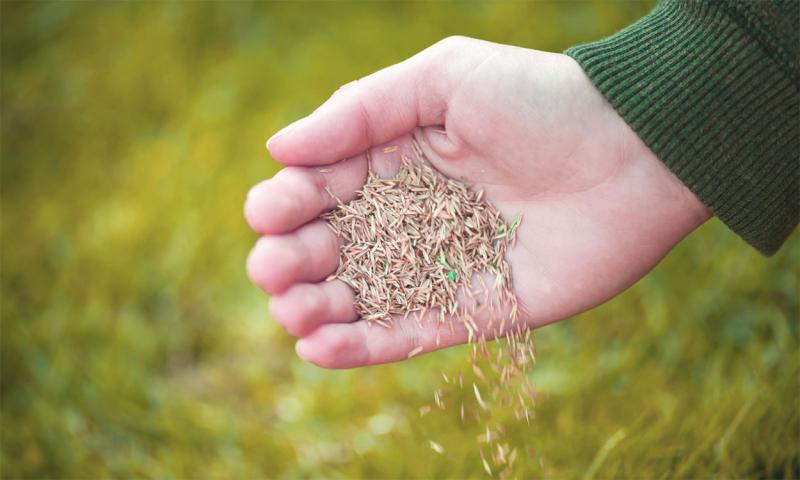Hand spreading grass seed on lawn.