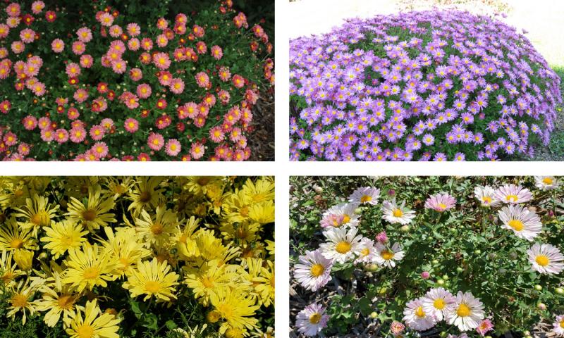 Four varieties of colorful chrysanthemum flowers, including: Mammoth Red, Mammoth Lavender, Mammoth Yellow Quill and Mammoth Twilight Pink.