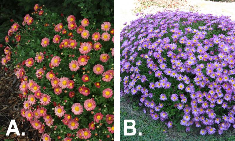 Two colorful chrysanthemum varieties: Mammoth Red Daisy and Mammoth Lavender Daisy.