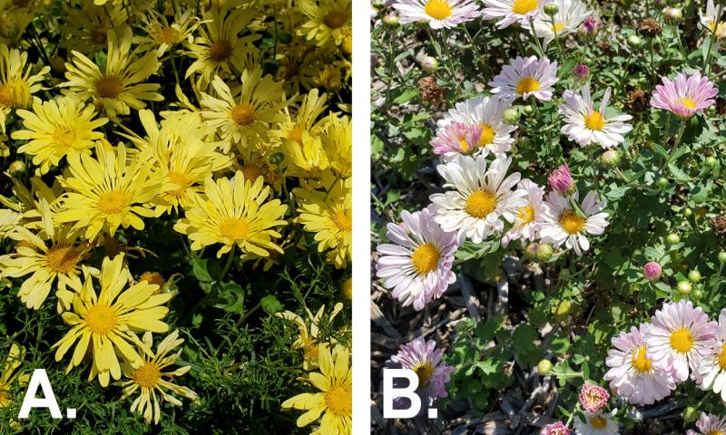 Two colorful chrysanthemum varieties: Mammoth Yellow Quill and Mammoth Twilight Pink.