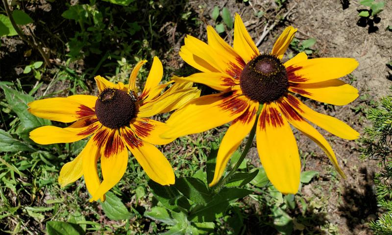 Bright-yellow to dark-orange rudbeckia flowers in bloom.