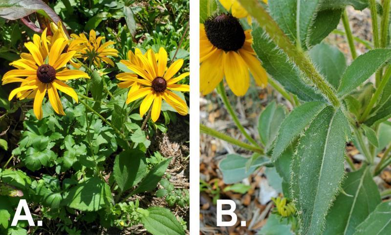 Left: Large, bright-yellow rudebeckia flowers in bloom. Right: Green leaves and stems with short, bristly hairs throughout.