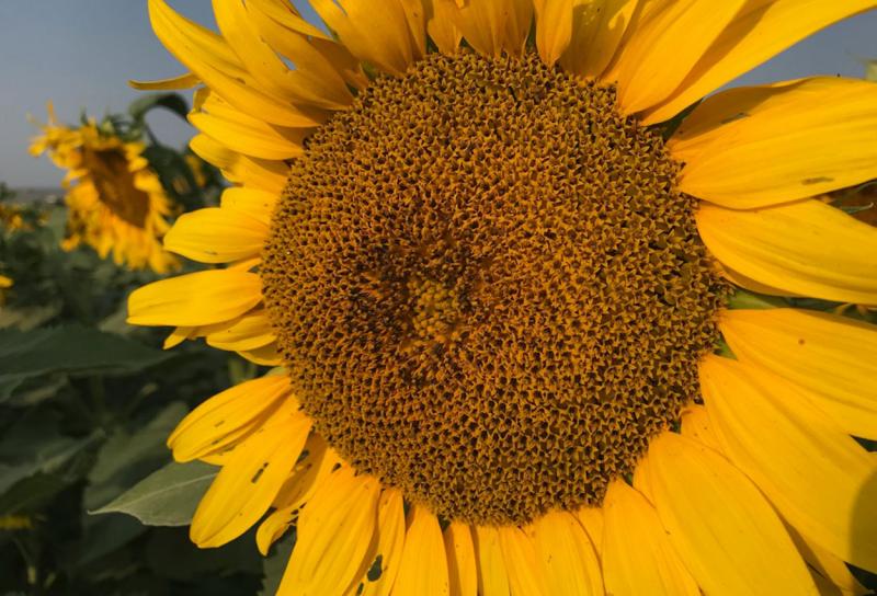 Close-up of a yellow sunflower head.