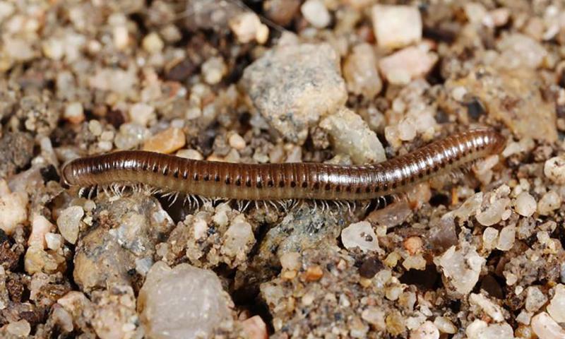 Elongate, dark brown millipede with numerous light-colored legs.