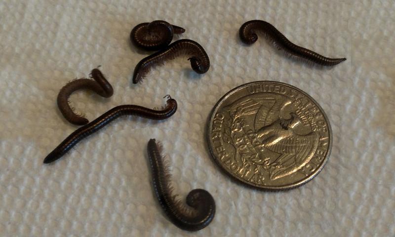 Seven millipedes, some curled up, on a white background with a quarter for scale.