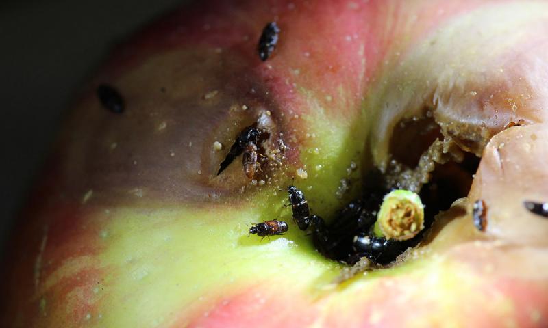 Black and brown beetles feeding on a damaged apple.