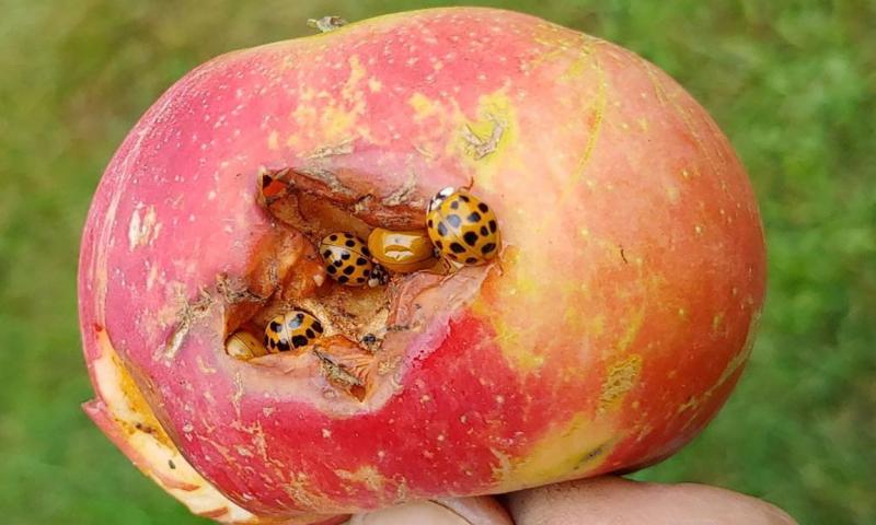 Orange beetles with black spots feeding under the skin of an apple.