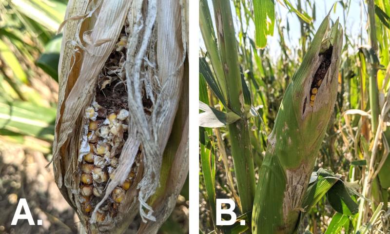 Left: Yellow corn kernels on ear with white colored ear rot throughout. Right: Mostly green corn ear with some white spots present due to hail and ear rots.