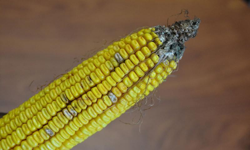 Corn ear with yellow kernels throughout with occasional white colored, infected kernels.