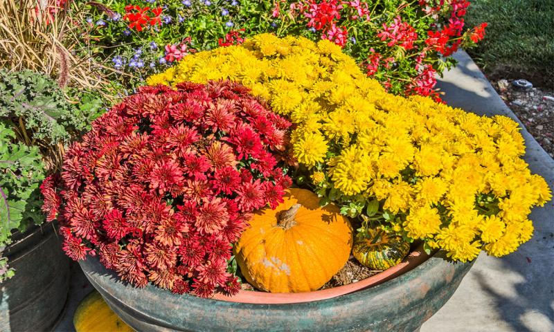 Red and gold mums arranged in a planter with small pumpkins.