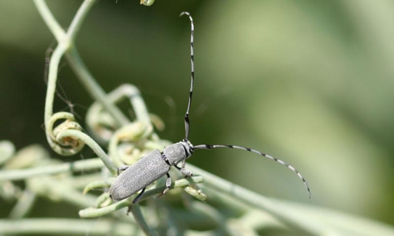 Gray beetle with long antennae.