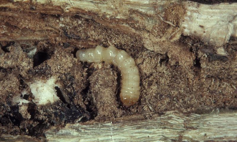 White larvae in brown soybean pith.