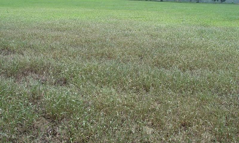 Field with extensive injury caused by fall armyworm caterpillars.