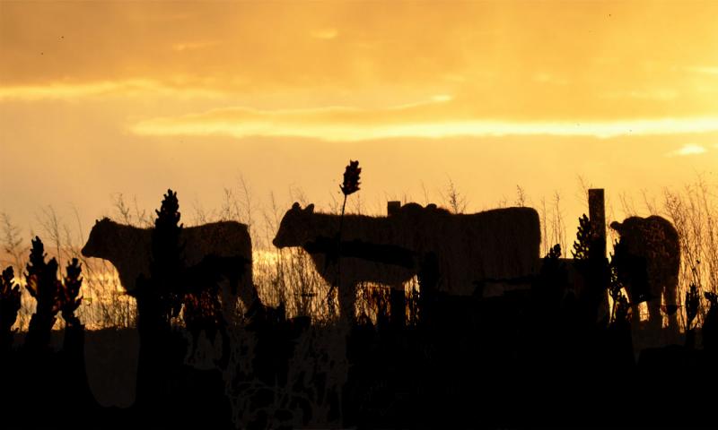 Small group of cattle grazing near a sorghum field at sunset.