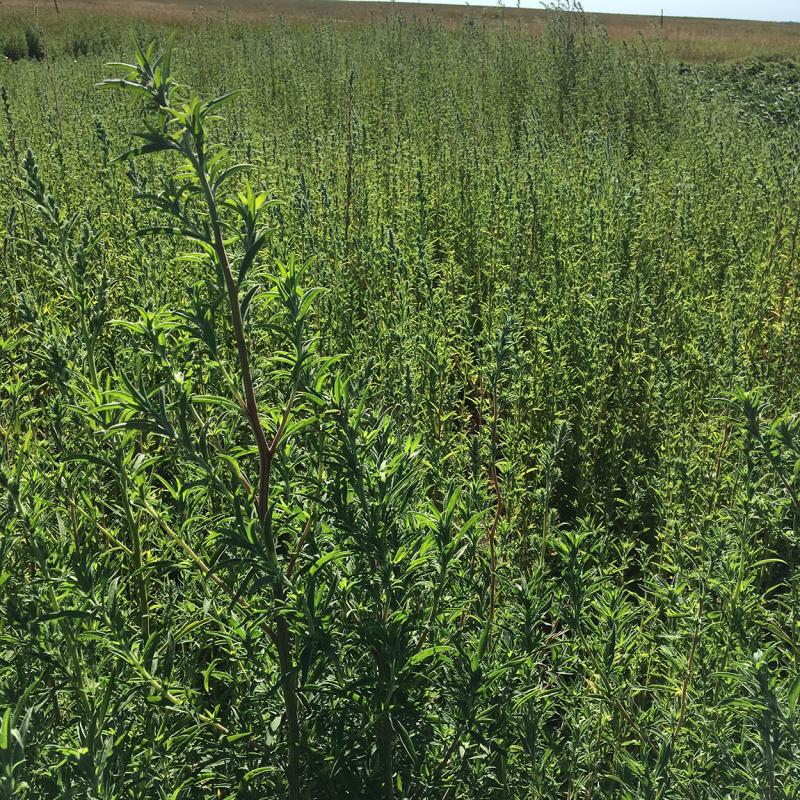 Tall, slender kochia weed growing in a test plot.