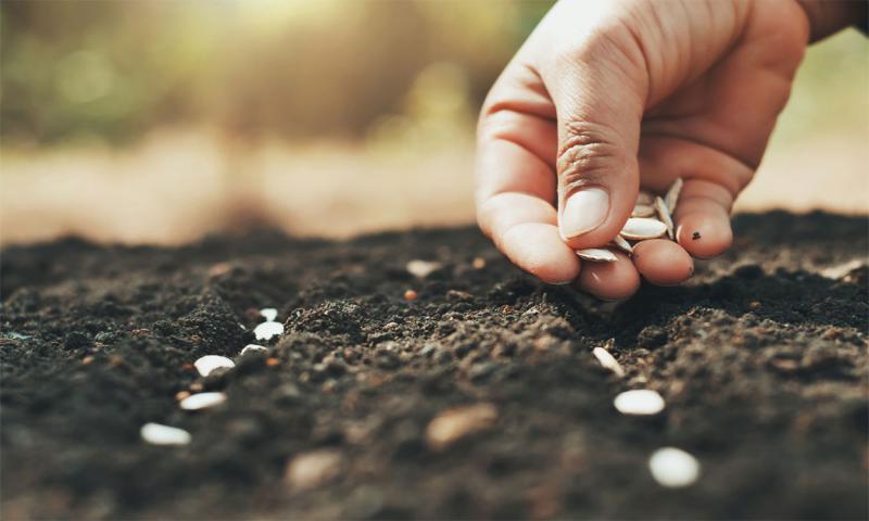 Hand carefully planting rows of squash seeds in a garden.