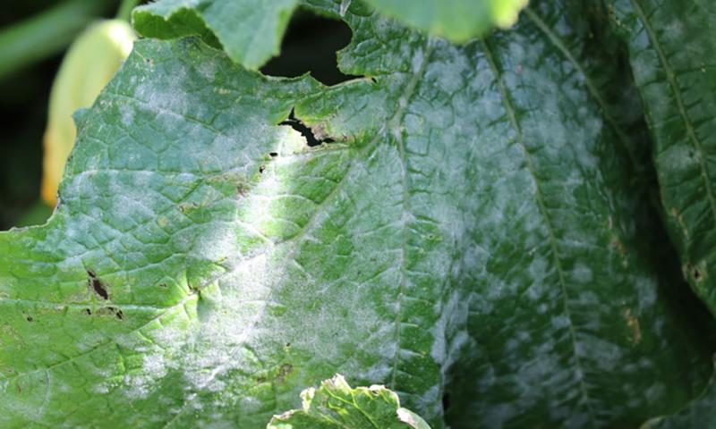 White, powdery mold on a green, irregular squash leaf.