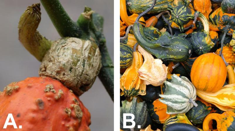 Left: Corky stem of a squash plant. Right: Variety of harvested gourds with dried, brown stems.