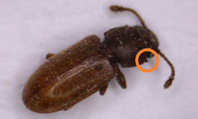 Elongate, reddish-brown beetle on a white background annotated with an orange circle around the right node on the thorax.