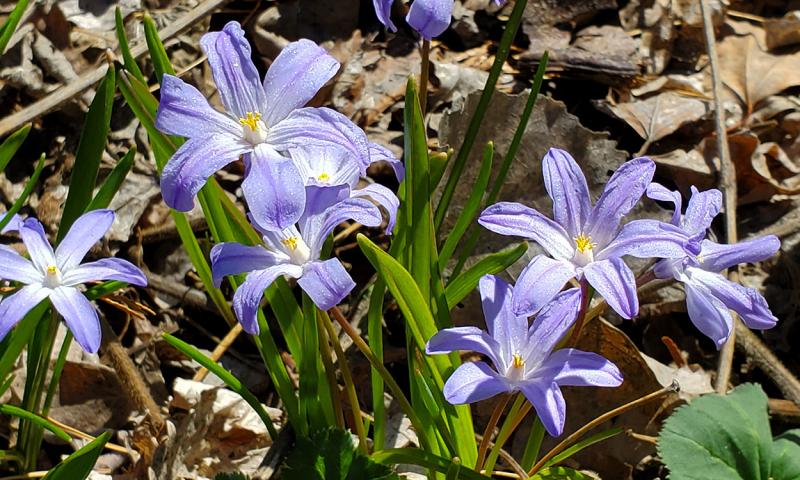 Delicate, purple to white Glory of the Snow flowers blooming in early spring.