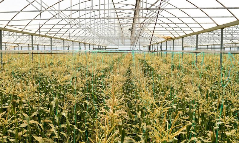 Rows of corn growing inside a research facility.