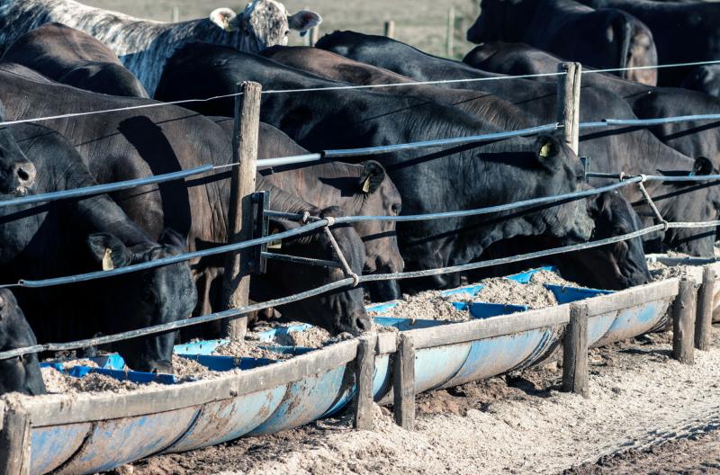 Herd of black angus cattle feeding in a feedlot.