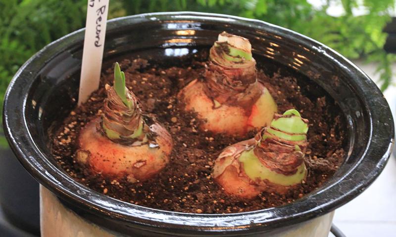 Three Amaryllis bulbs planted in a heavy, ceramic pot.