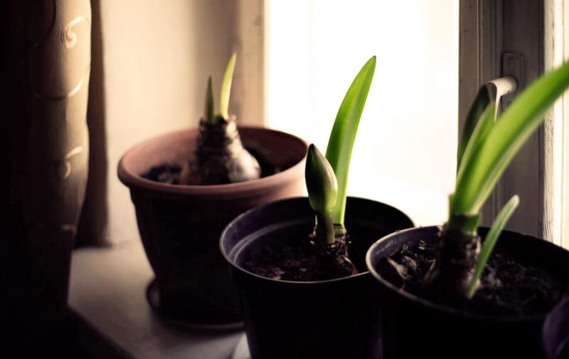 Three potted Amaryllis plants on a windowsill with long, green shoots emerging.