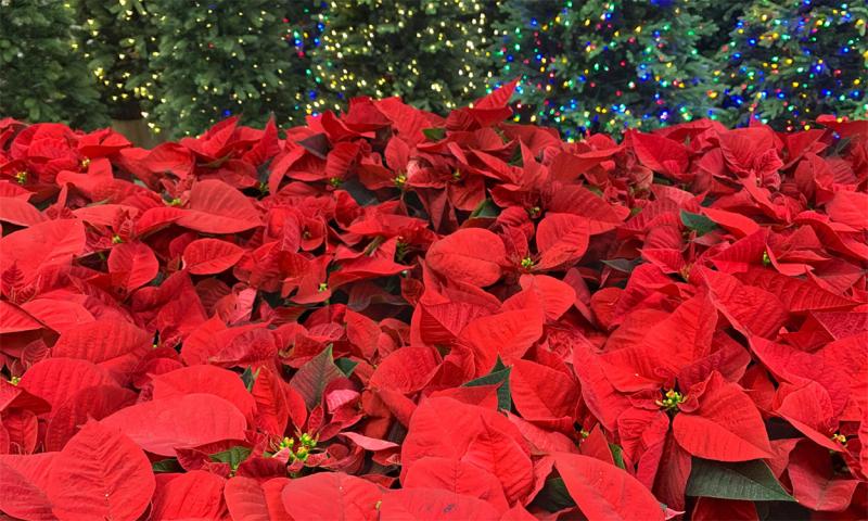 Rows of red poinsettia flowers on display at a retail store.
