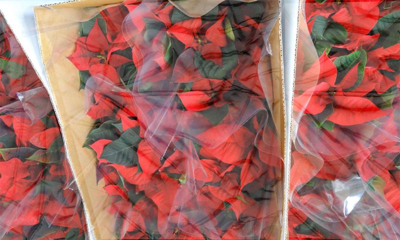 Red poinsettia plants wrapped in brown paper bags and clear, plastic wrapping.