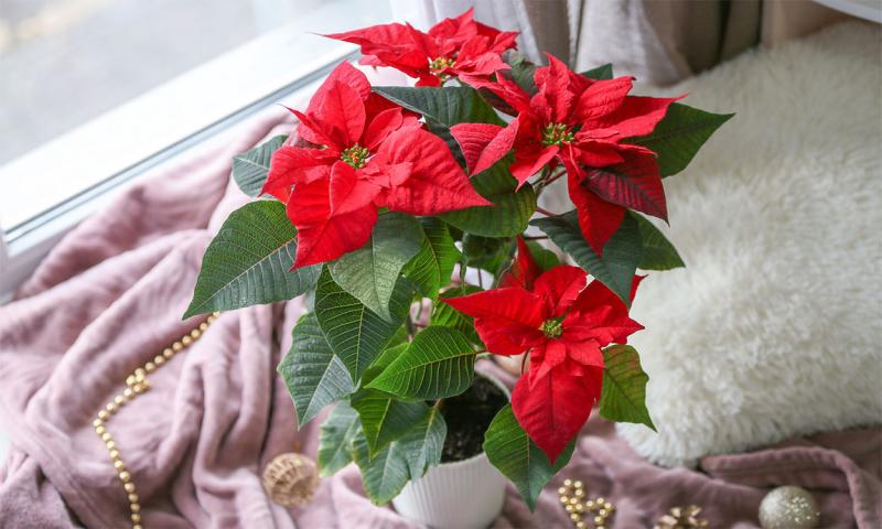 Red poinsettia plant placed near a well-lit windowsill.