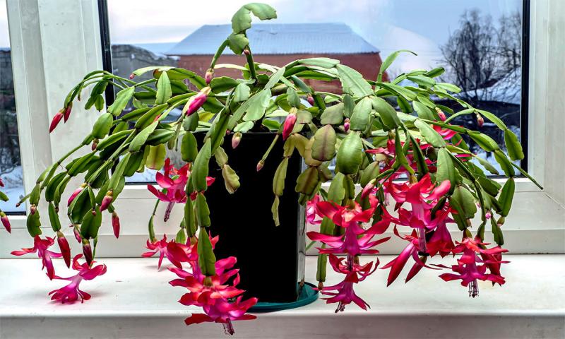 Christmas cactus plant in full bloom with bright-pink, tubular flowers.